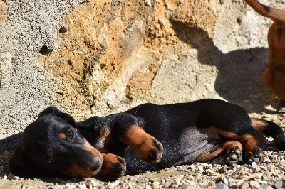 Femelle Noir et feu