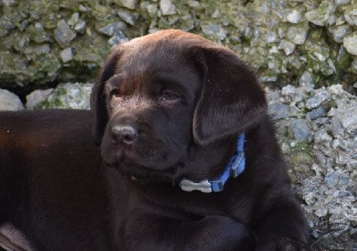 Mâle chocolat collier bleu