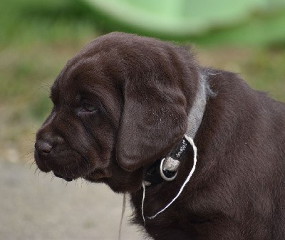 Chiot mâle collier gris