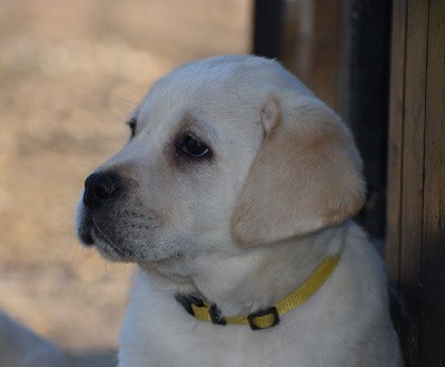 Collier jaune