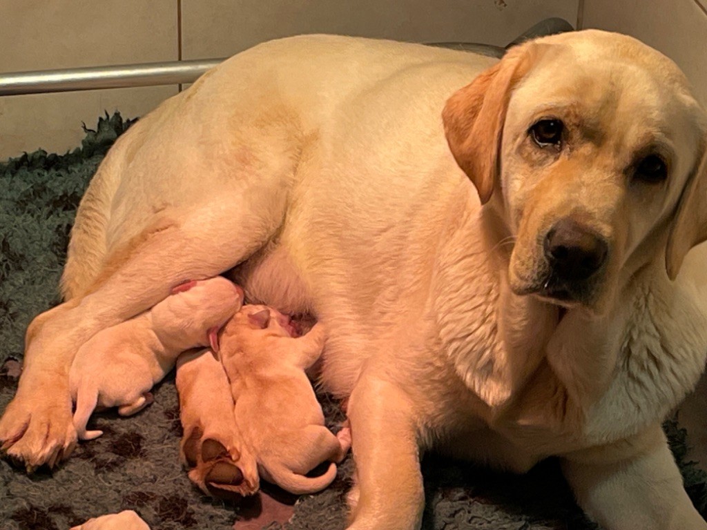 chiot Labrador Retriever Du Moulin Sault