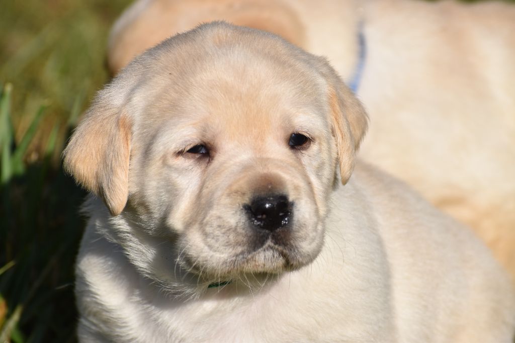 Du Moulin Sault - Chiot disponible  - Labrador Retriever