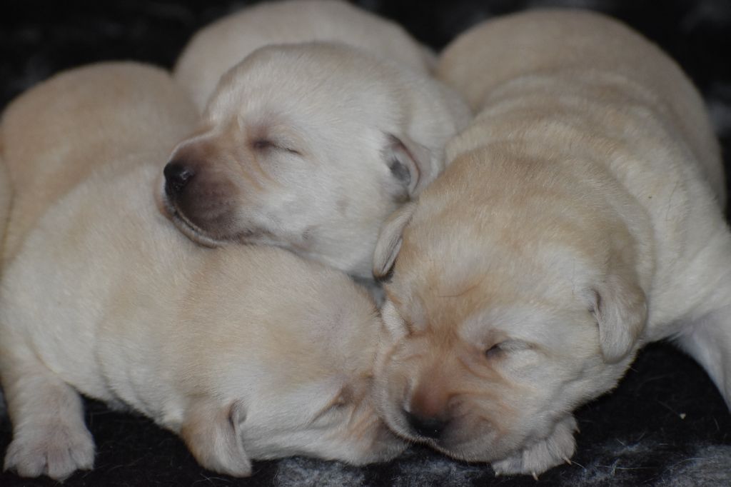 Du Moulin Sault - Chiot disponible  - Labrador Retriever