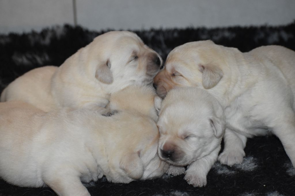 Du Moulin Sault - Chiot disponible  - Labrador Retriever