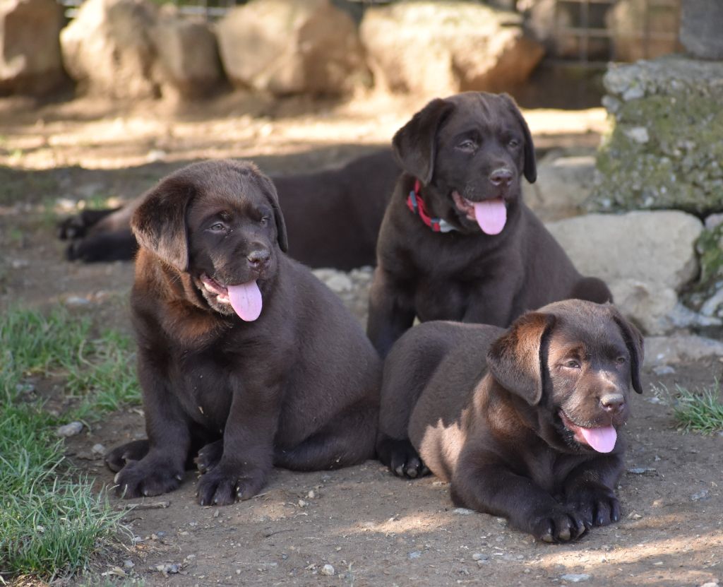 chiot Labrador Retriever Du Moulin Sault