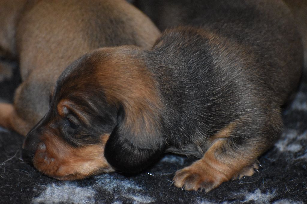 Du Moulin Sault - Chiot disponible  - Teckel poil ras