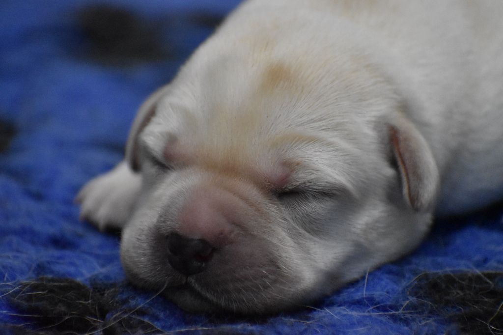 Du Moulin Sault - Chiot disponible  - Labrador Retriever