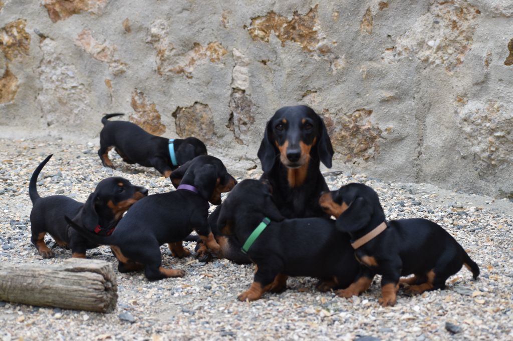 chiot Teckel poil ras Du Moulin Sault