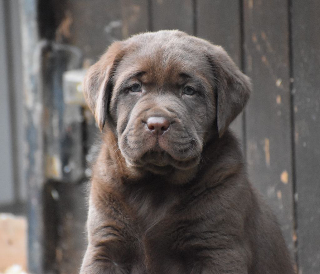 Du Moulin Sault - Chiot disponible  - Labrador Retriever