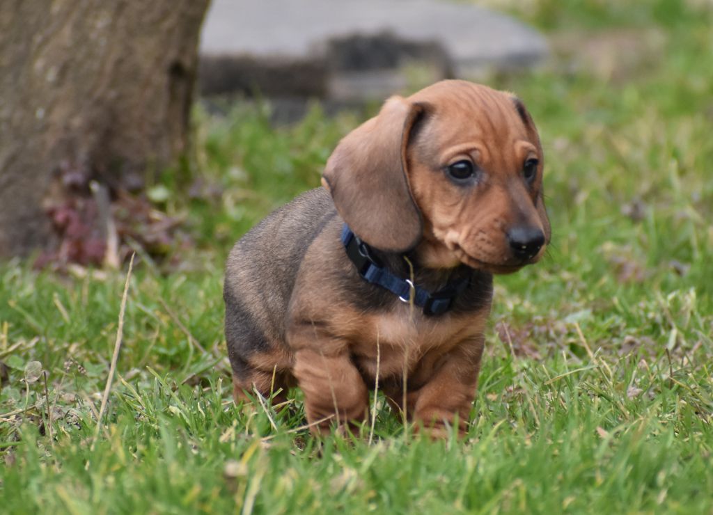 Du Moulin Sault - Chiot disponible  - Teckel poil ras