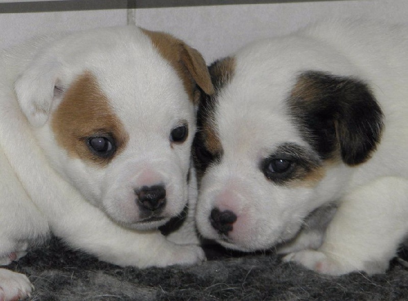 Du Moulin Sault - Jack Russell Terrier - Portée née le 04/10/2016