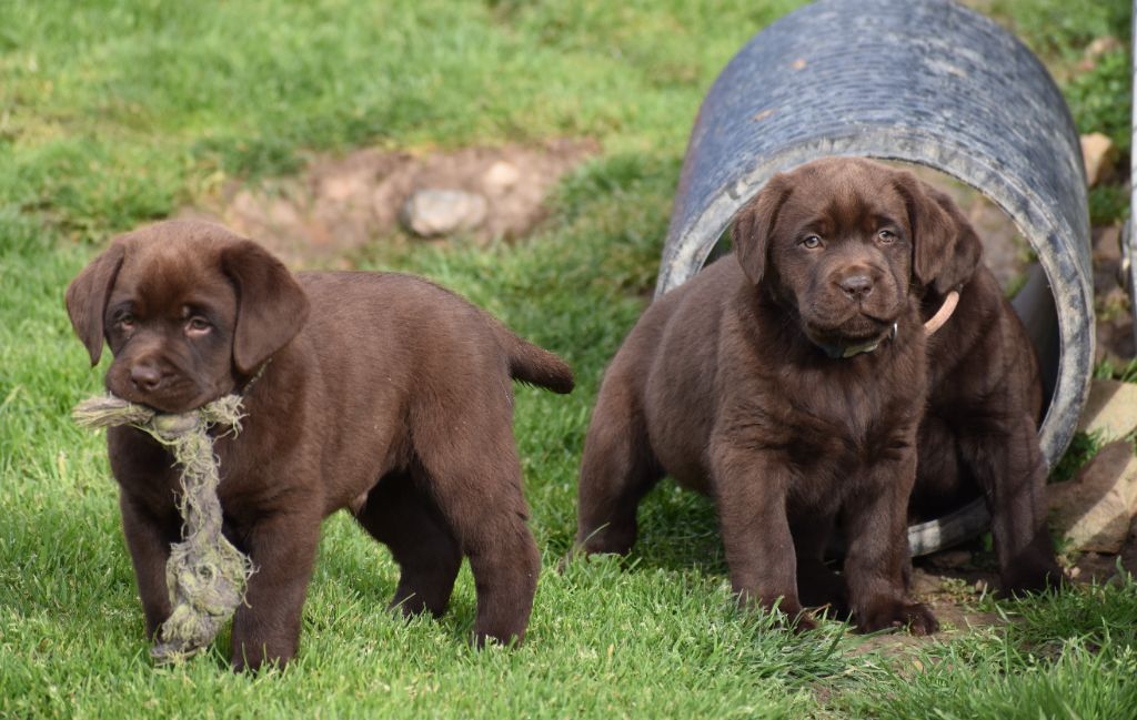 chiot Labrador Retriever Du Moulin Sault