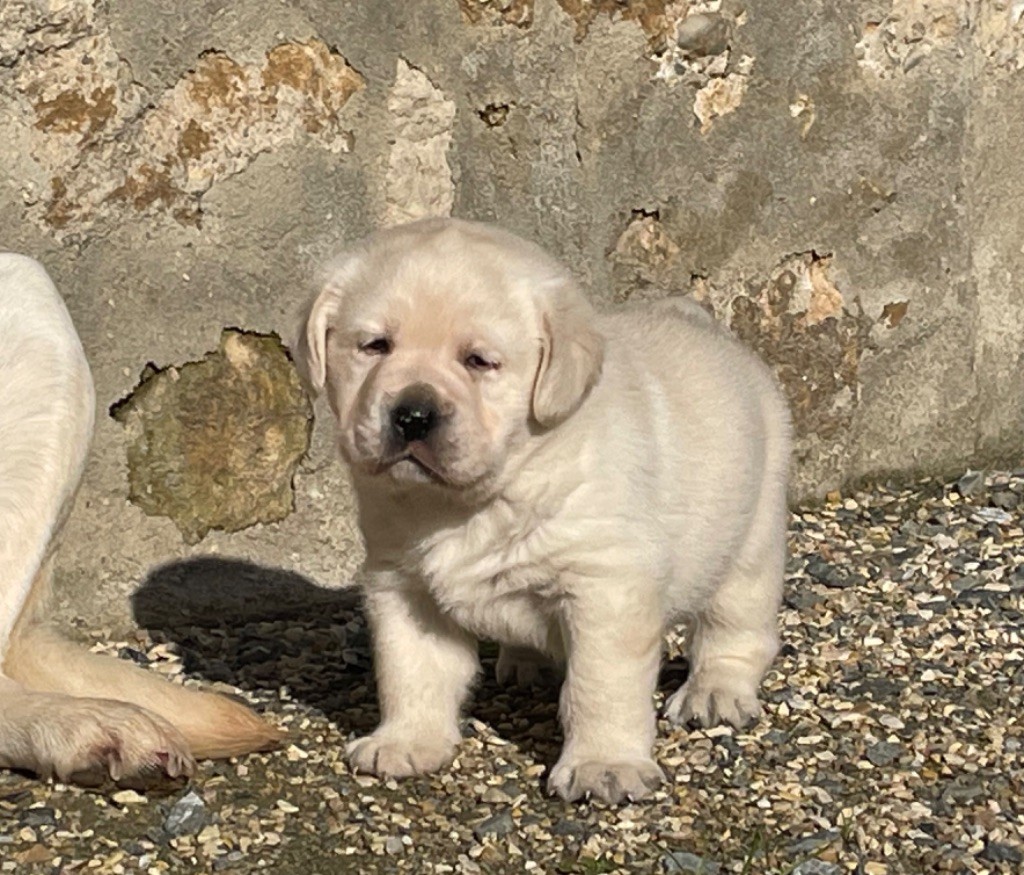 Du Moulin Sault - Chiot disponible  - Labrador Retriever