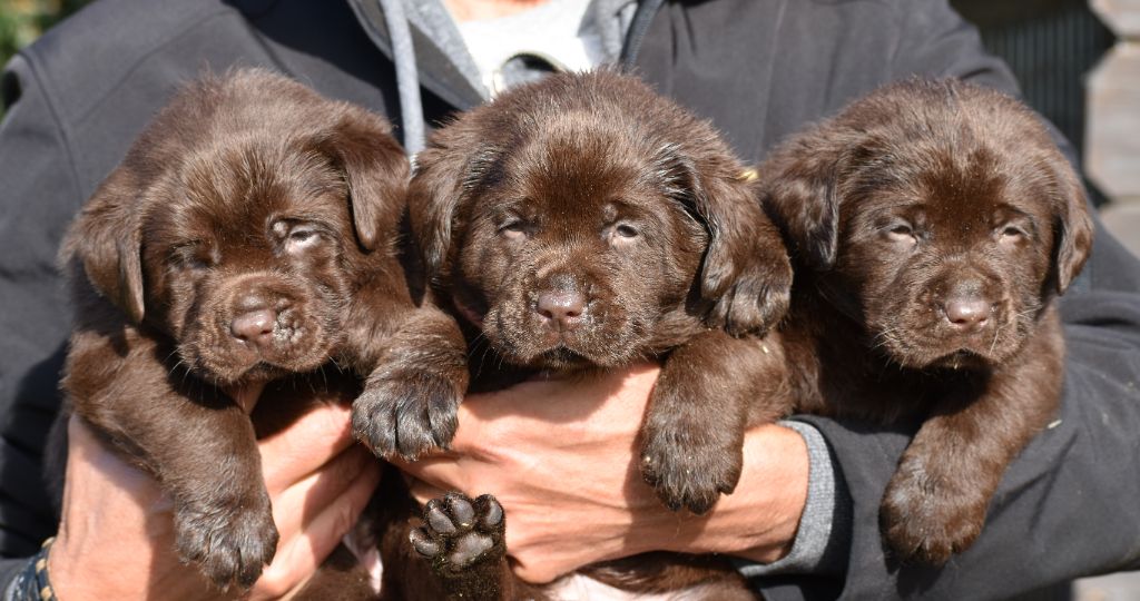 chiot Labrador Retriever Du Moulin Sault