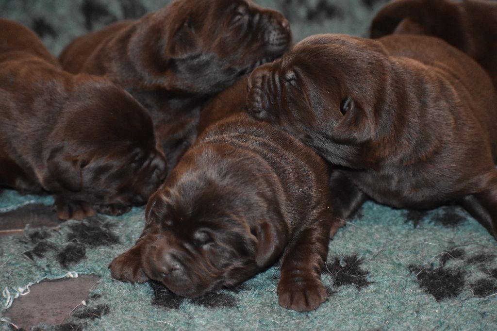 Du Moulin Sault - Chiot disponible  - Labrador Retriever