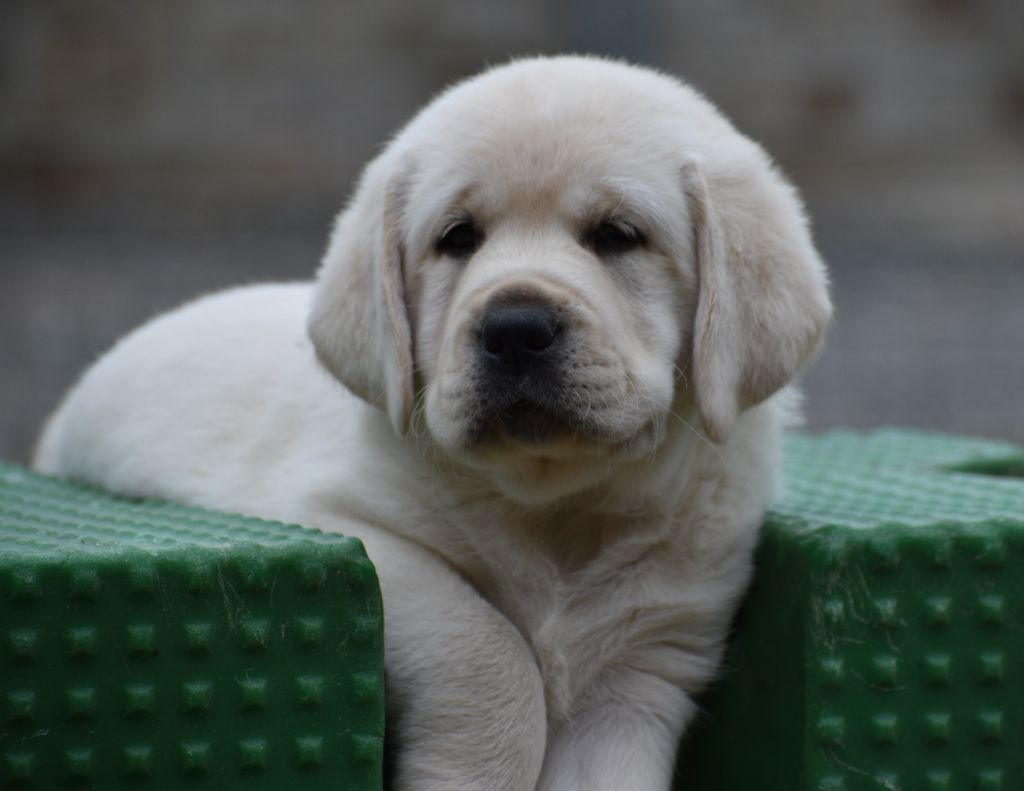 chiot Labrador Retriever Du Moulin Sault