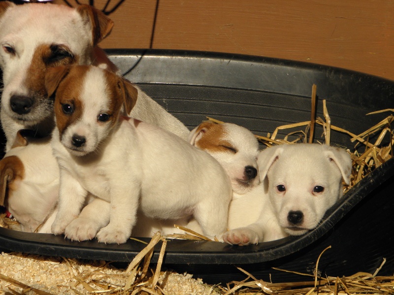 Du Moulin Sault - Jack Russell Terrier - Portée née le 05/10/2013