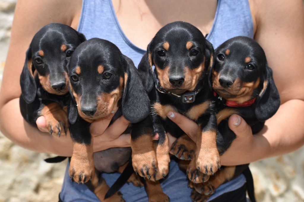 chiot Teckel poil ras Du Moulin Sault