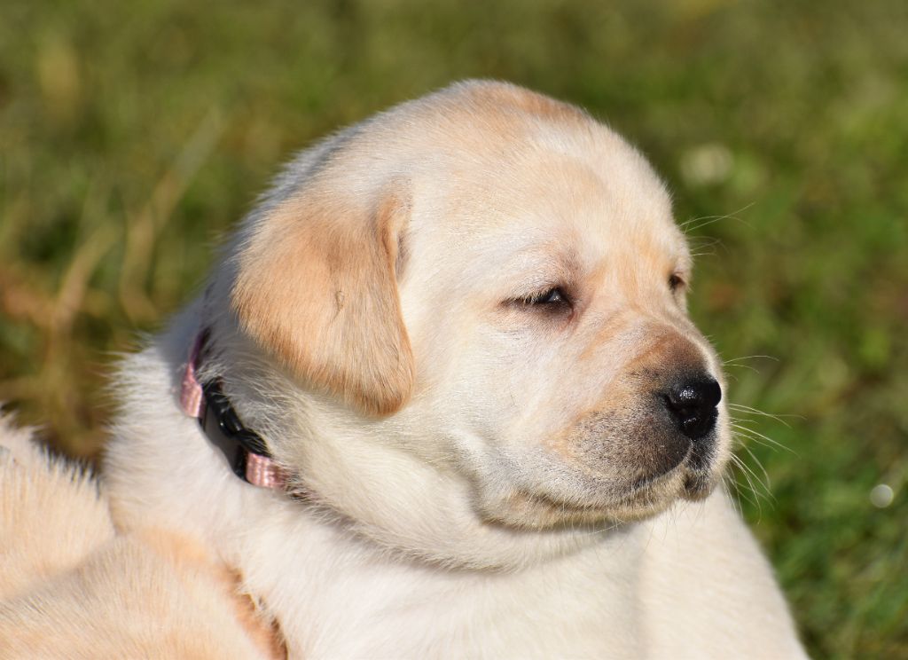 Du Moulin Sault - Chiot disponible  - Labrador Retriever