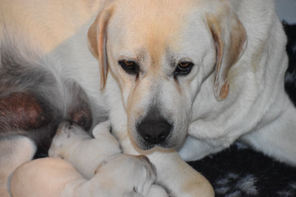 chiot Labrador Retriever Du Moulin Sault