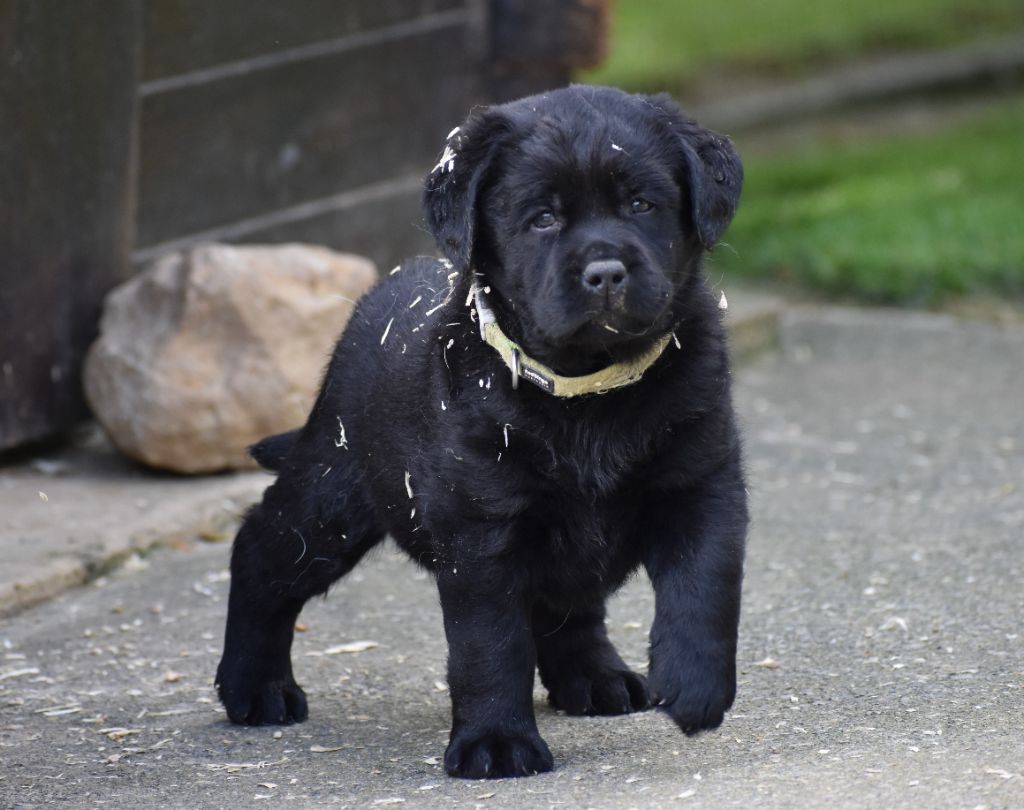 chiot Labrador Retriever Du Moulin Sault