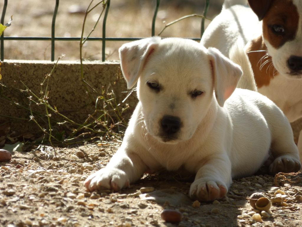 Du Moulin Sault - Jack Russell Terrier - Portée née le 19/08/2018