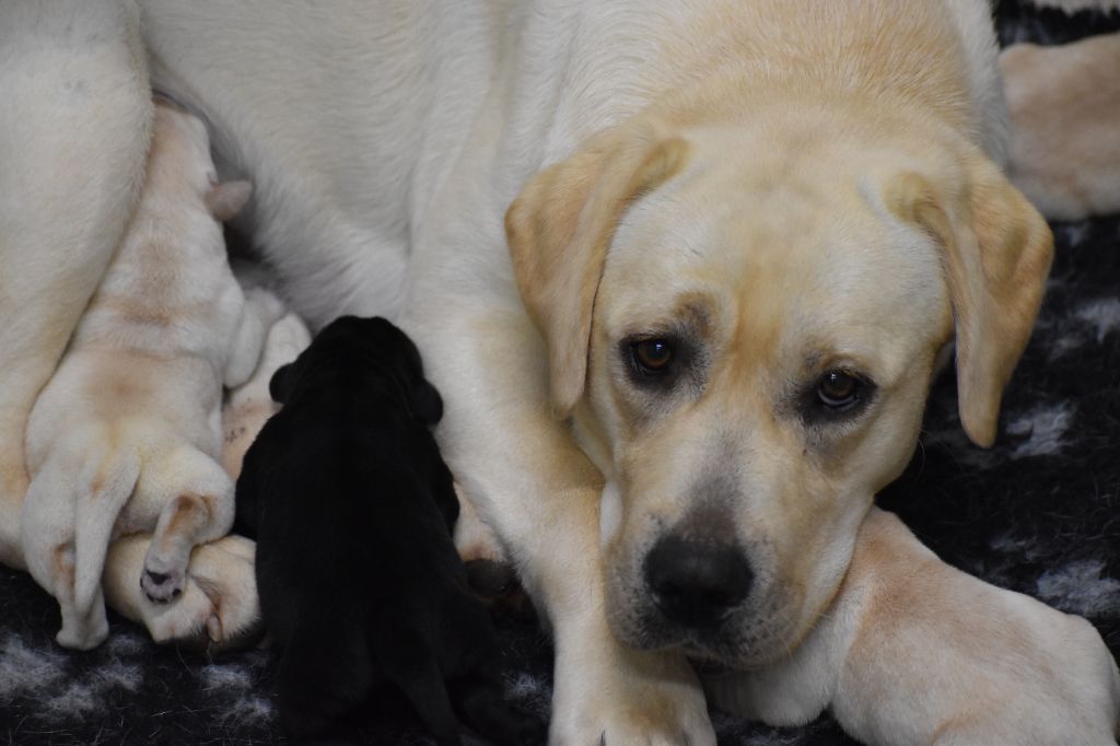 Du Moulin Sault - Chiot disponible  - Labrador Retriever