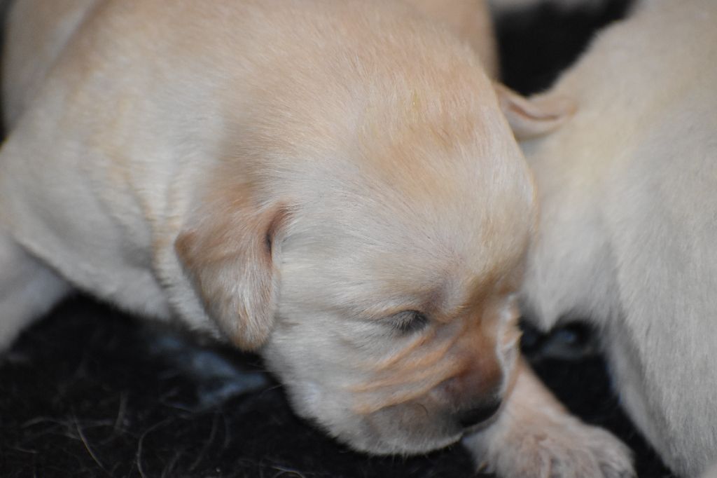 Du Moulin Sault - Chiot disponible  - Labrador Retriever