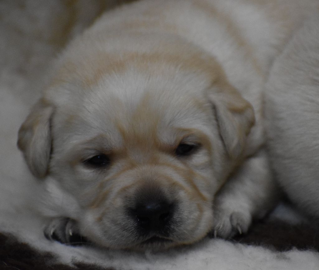 Du Moulin Sault - Chiot disponible  - Labrador Retriever