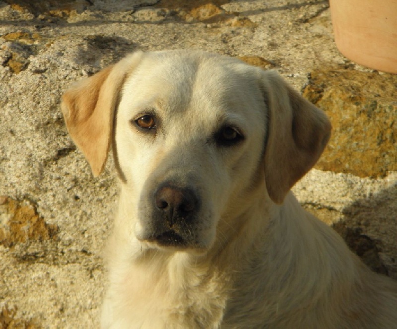 Dannie Des chardons Saint Andre