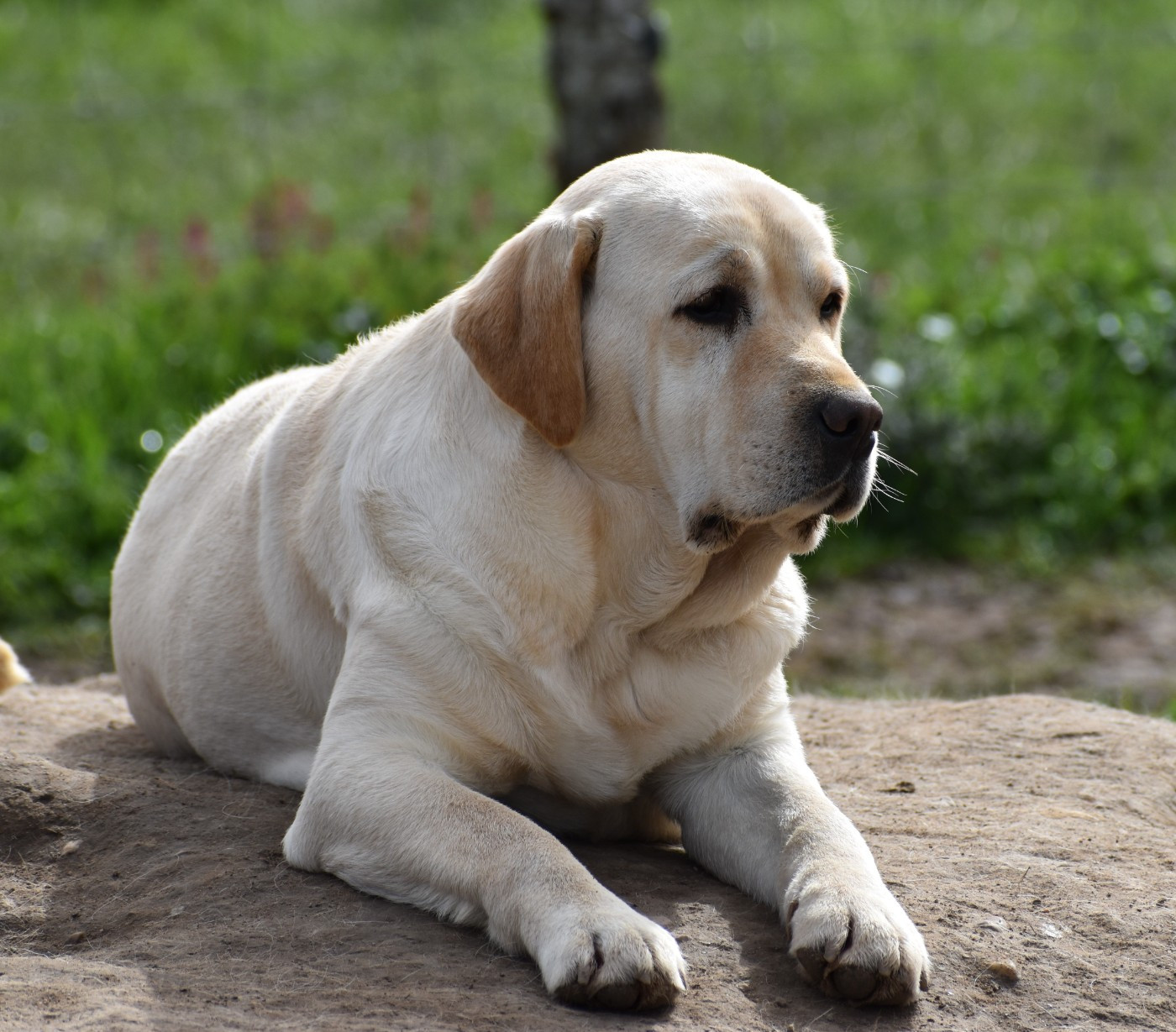 Saphir Du Moulin Sault