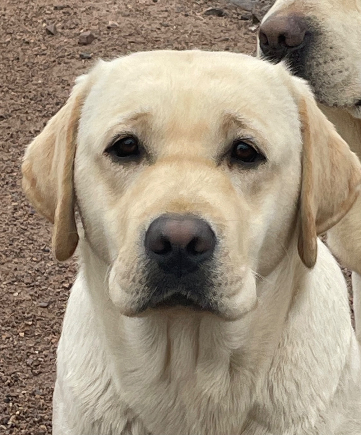 Vanille Du Moulin Sault