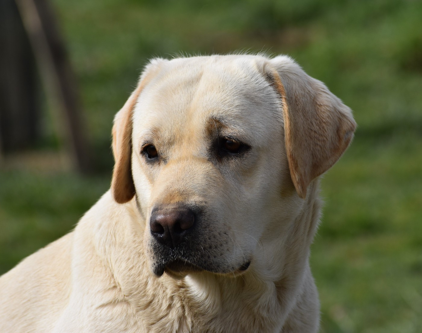 Vanille Du Moulin Sault