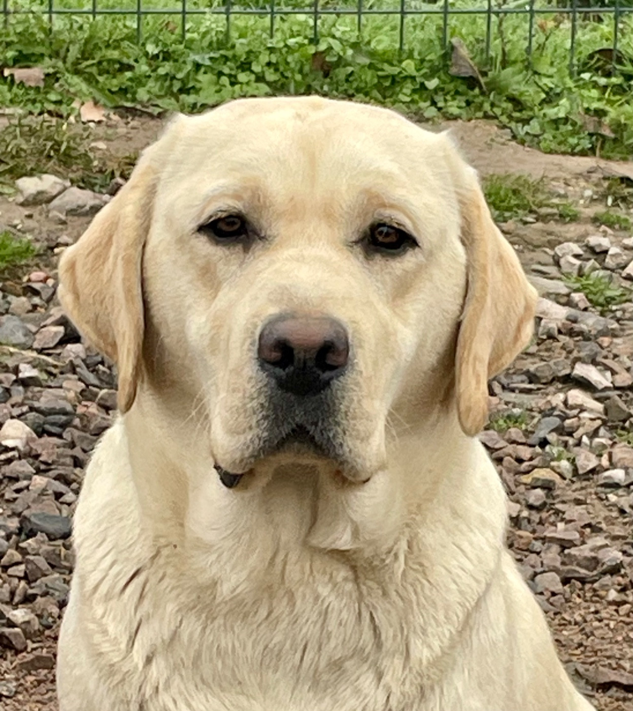 Victoria Du Moulin Sault