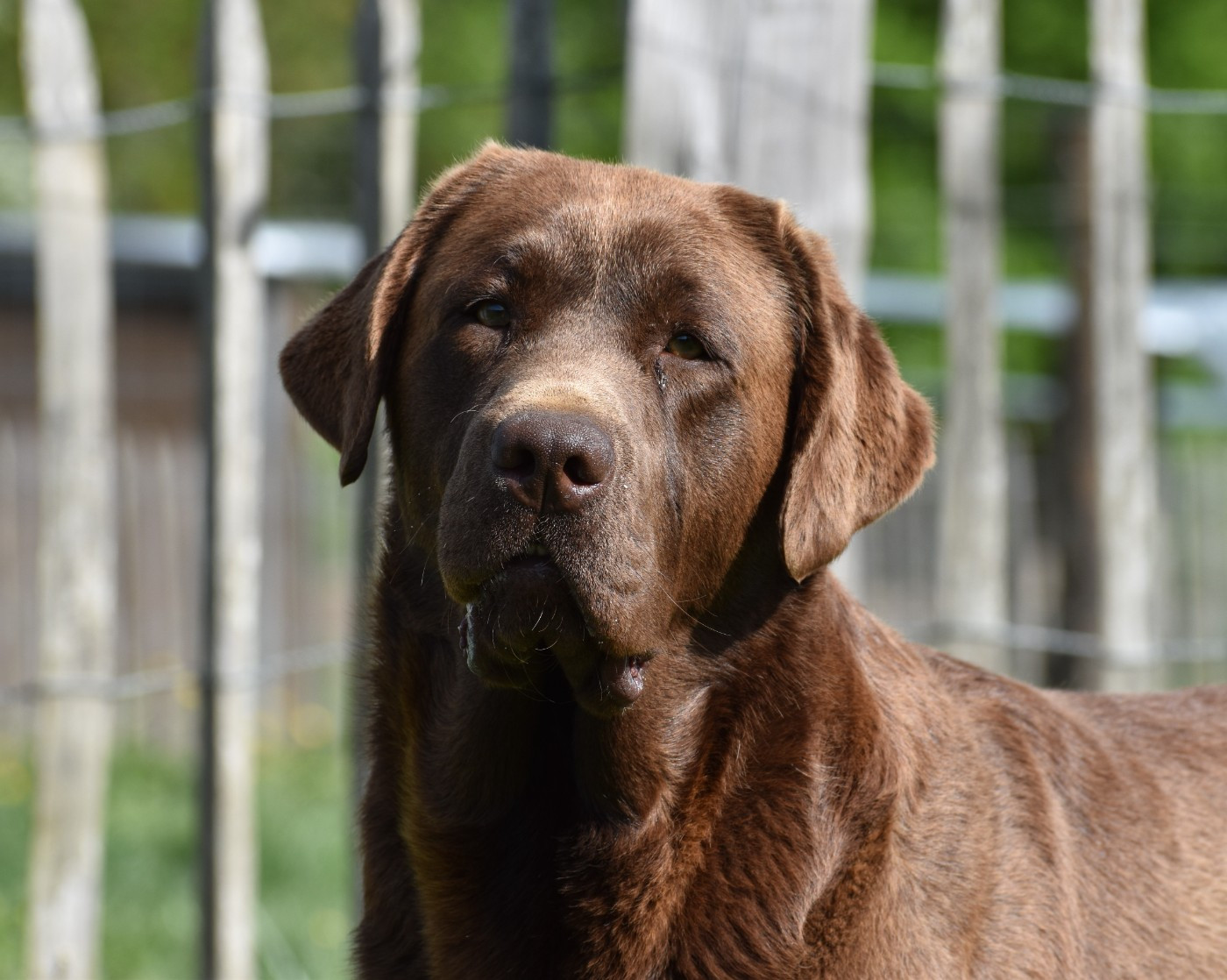 lab way Abejaruco (dit coco)