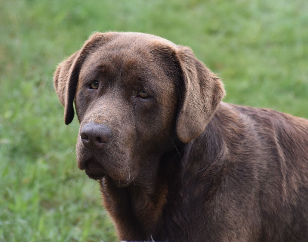 lab way Abejaruco (dit coco)