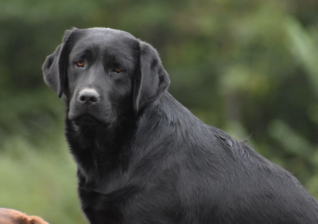 Unchained melody of misty dreams