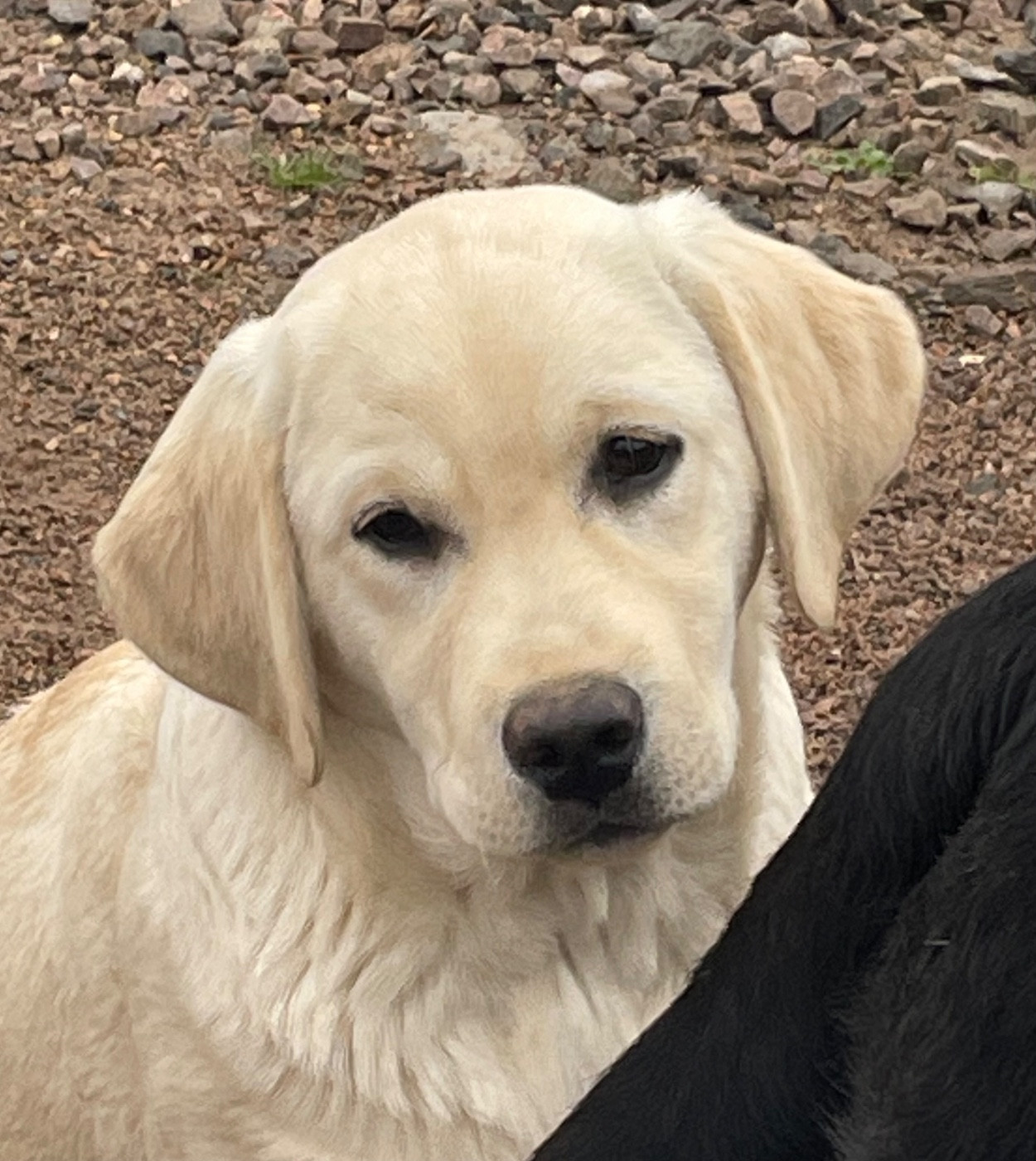 Altesse Du Moulin Sault