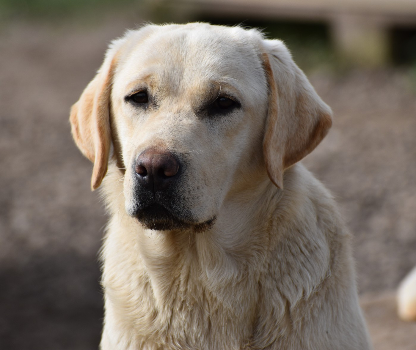 Altesse Du Moulin Sault