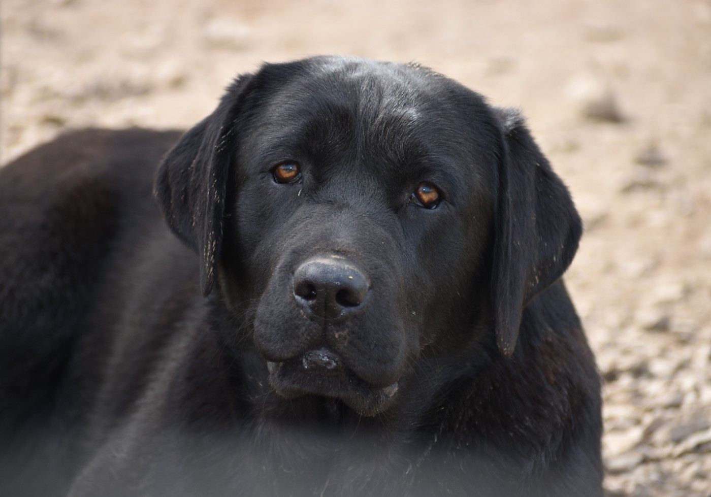 Agathe Du Moulin Sault