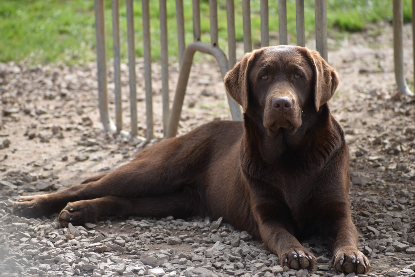 Appy Du Moulin Sault