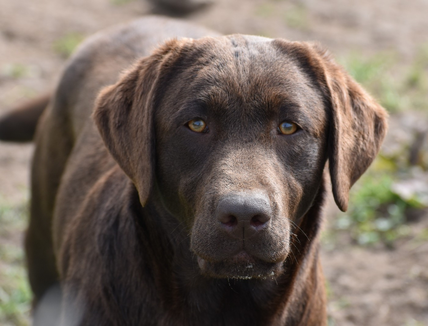 Axelle Du Moulin Sault