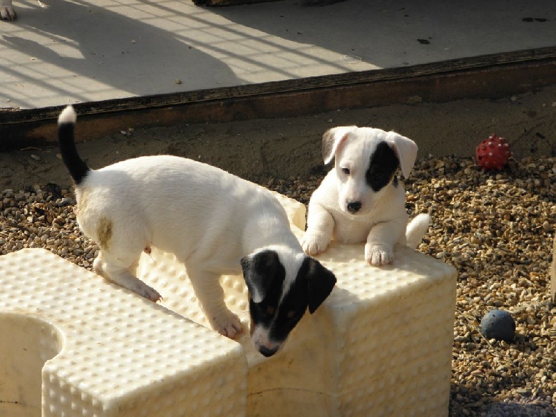 Les Bébés 