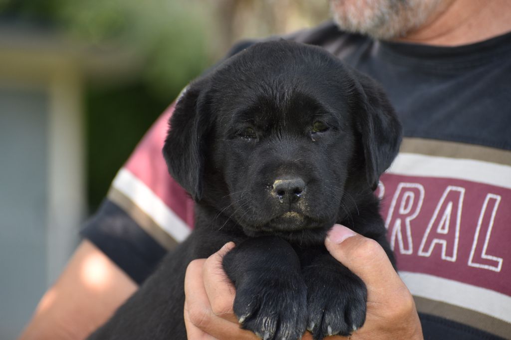 Du Moulin Sault - Chiots disponibles - Labrador Retriever