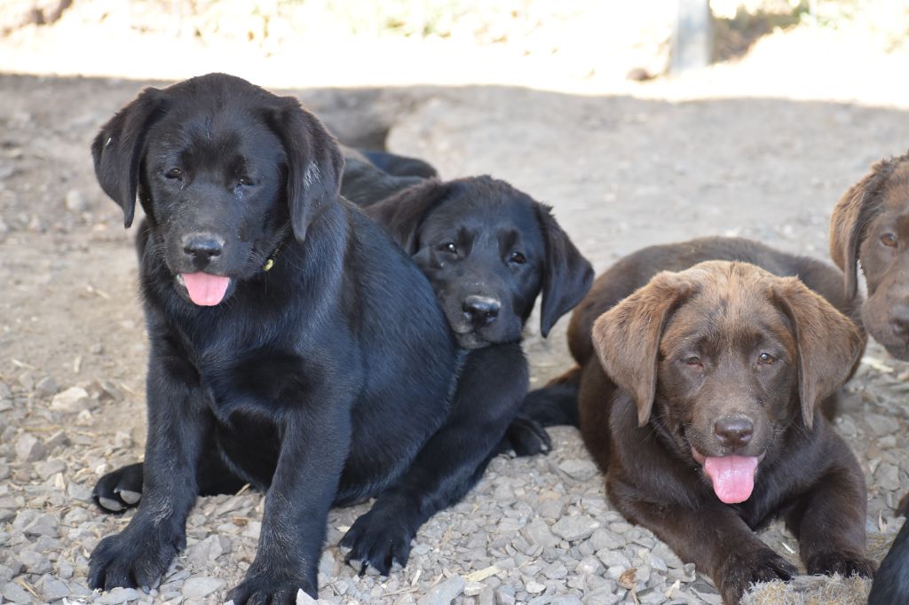 Du Moulin Sault - Chiots disponibles - Labrador Retriever