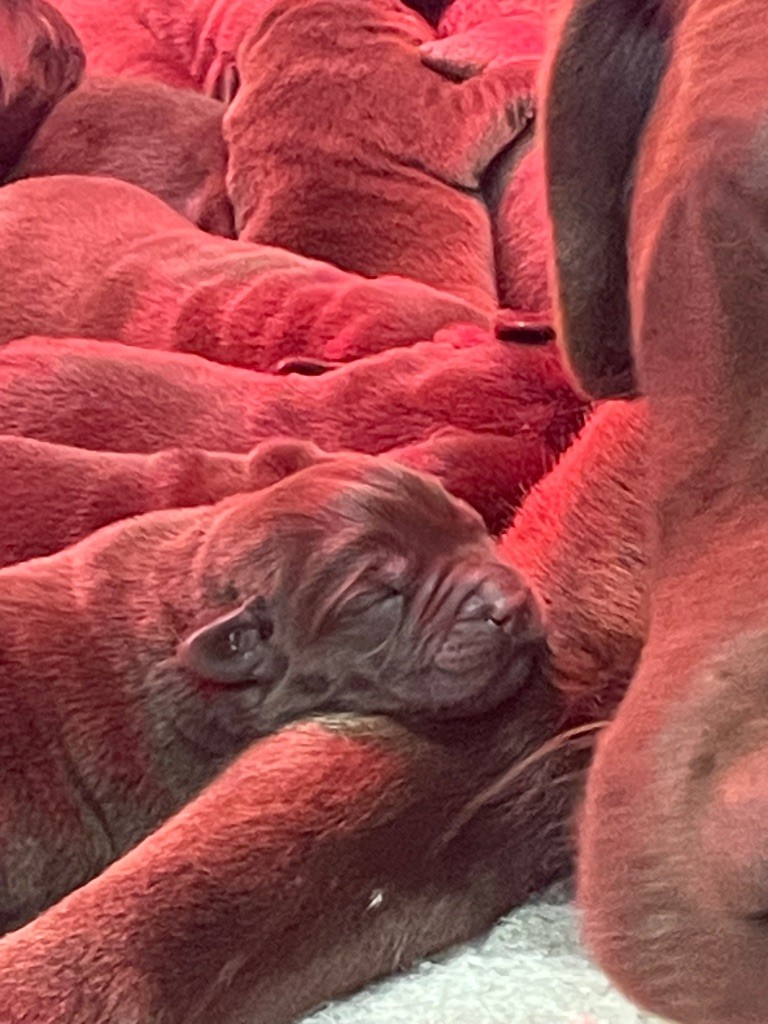 Du Moulin Sault - Chiots disponibles - Labrador Retriever