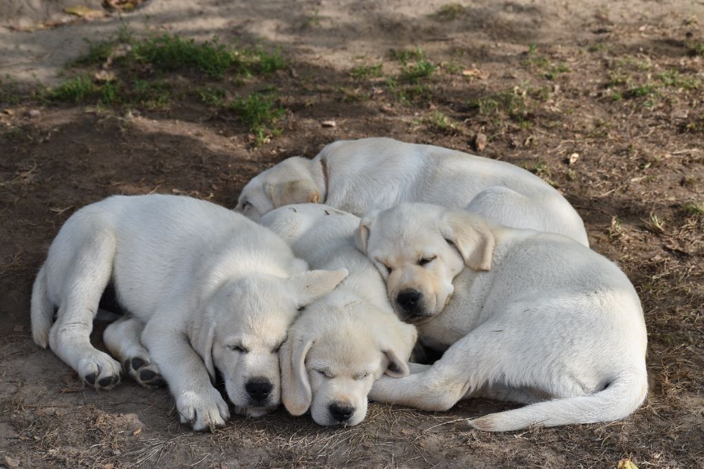 Du Moulin Sault - Chiots disponibles - Labrador Retriever