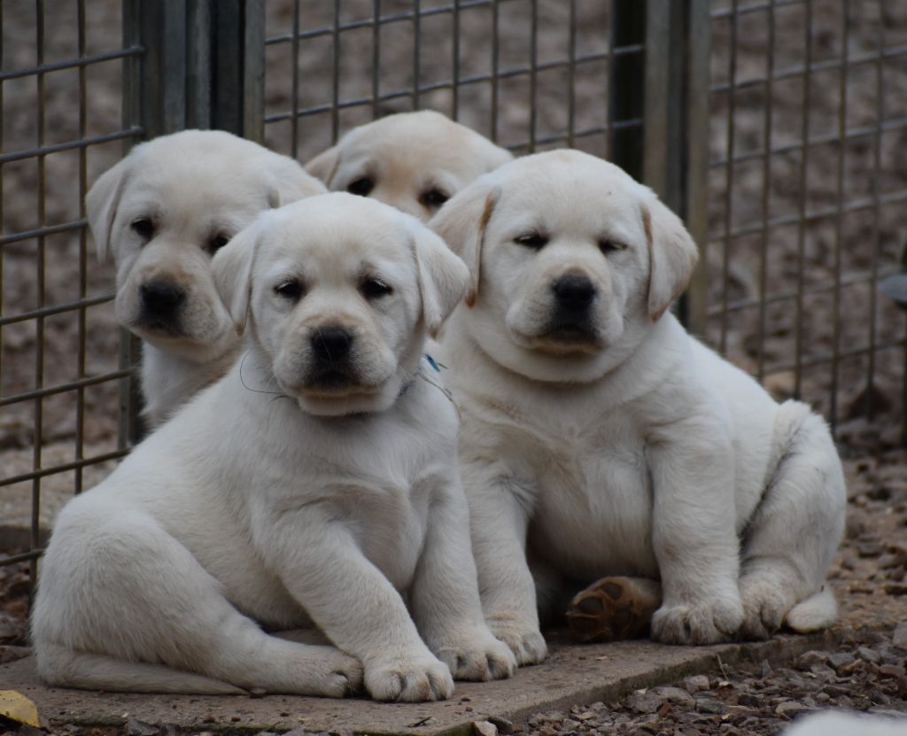 Du Moulin Sault - Labrador Retriever - Portée née le 13/01/2023