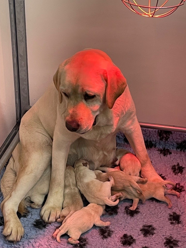 Du Moulin Sault - Chiots disponibles - Labrador Retriever