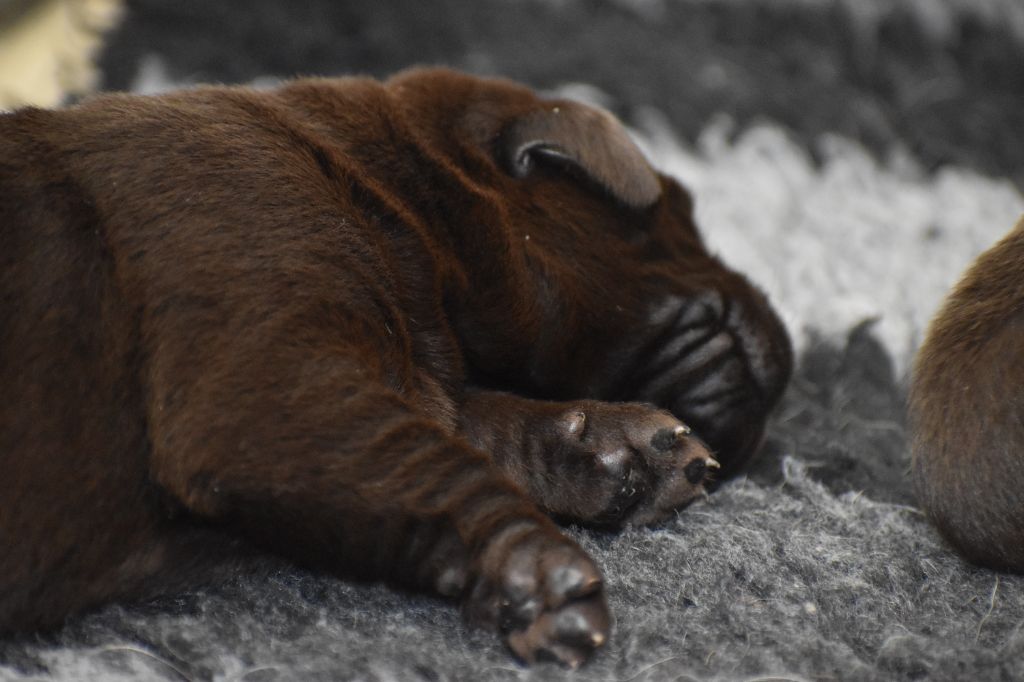 Du Moulin Sault - Chiots disponibles - Labrador Retriever